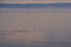 Beluga Lighthouse Island