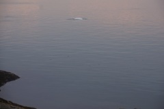 Beluga Lighthouse Island