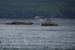 Boat Tour Lighthouse Island
