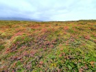 ice_snae_lava_fieldred_flowers