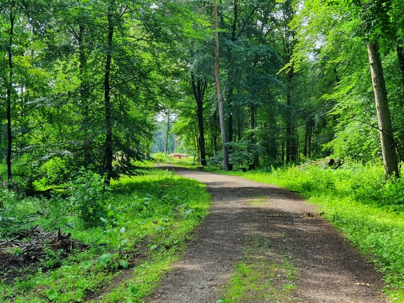 Wildschweine im Wald