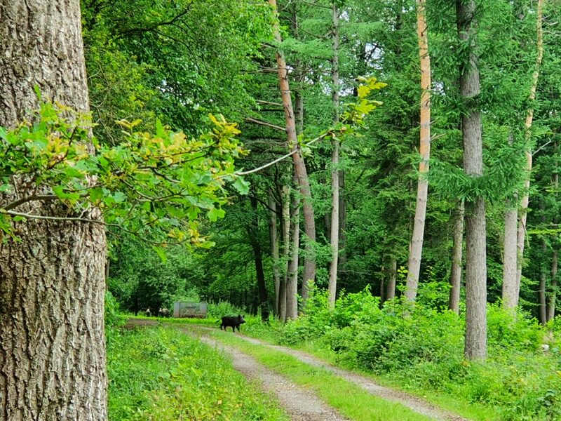 Wildschwein Wanderung