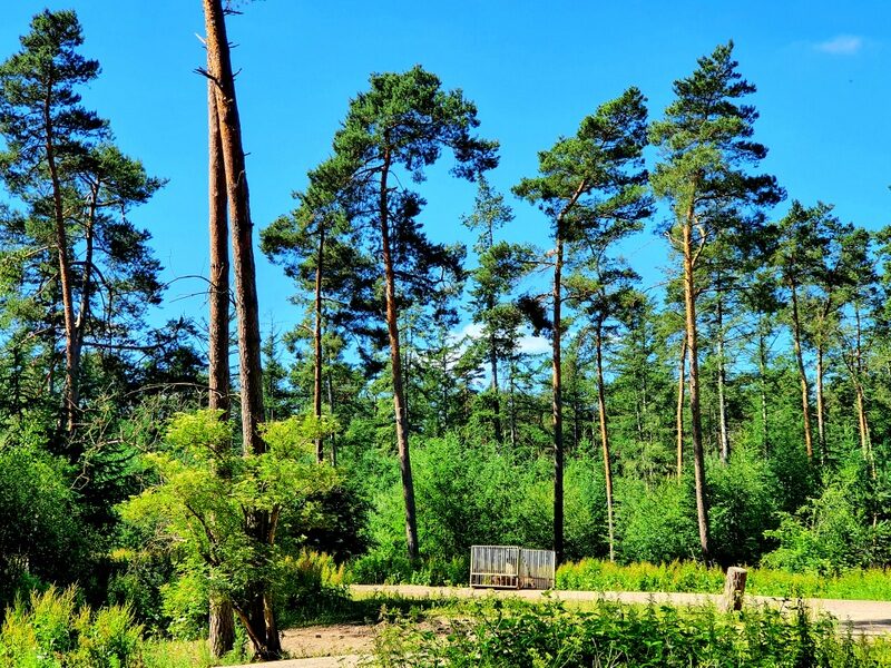 Wanderung im Wildschwein Wald Kevelaer